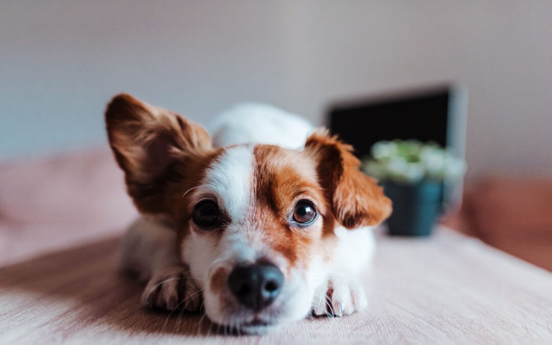 Therapeutische Hundecookies: Ein leckerer Gewinn für deinen Hund.