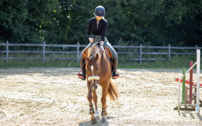 Besser reiten mit Indy: Schrittarbeit