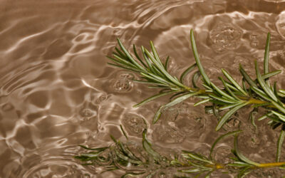 Natürliche Pflege für Mähne und Schweif aus der Kräuterküche: Rosmarinwasser